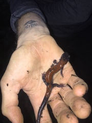 Plethodon yonahlossee