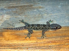 Hemidactylus platyurus