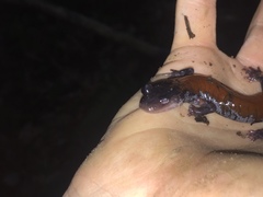 Plethodon yonahlossee