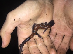 Plethodon yonahlossee