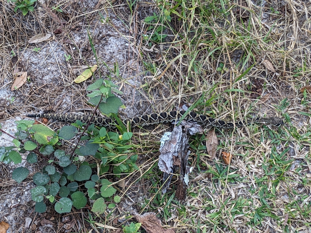 Eastern Diamondback Rattlesnake In February 2024 By Aidan Marshall   Large 