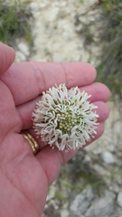 Marshallia caespitosa