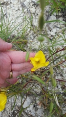 Oenothera macrocarpa
