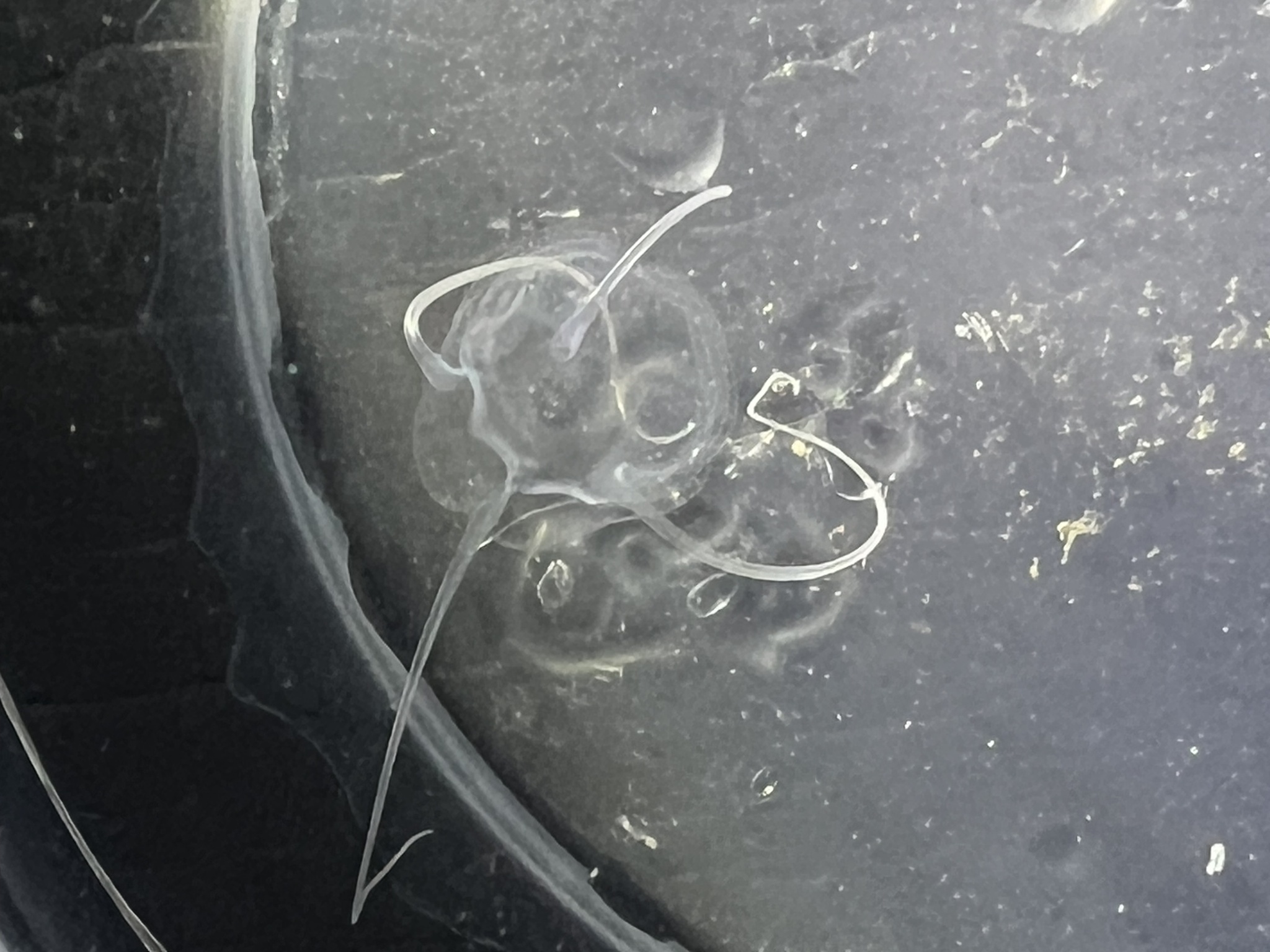 Solmundaegina nematophora Lindsay, 2017