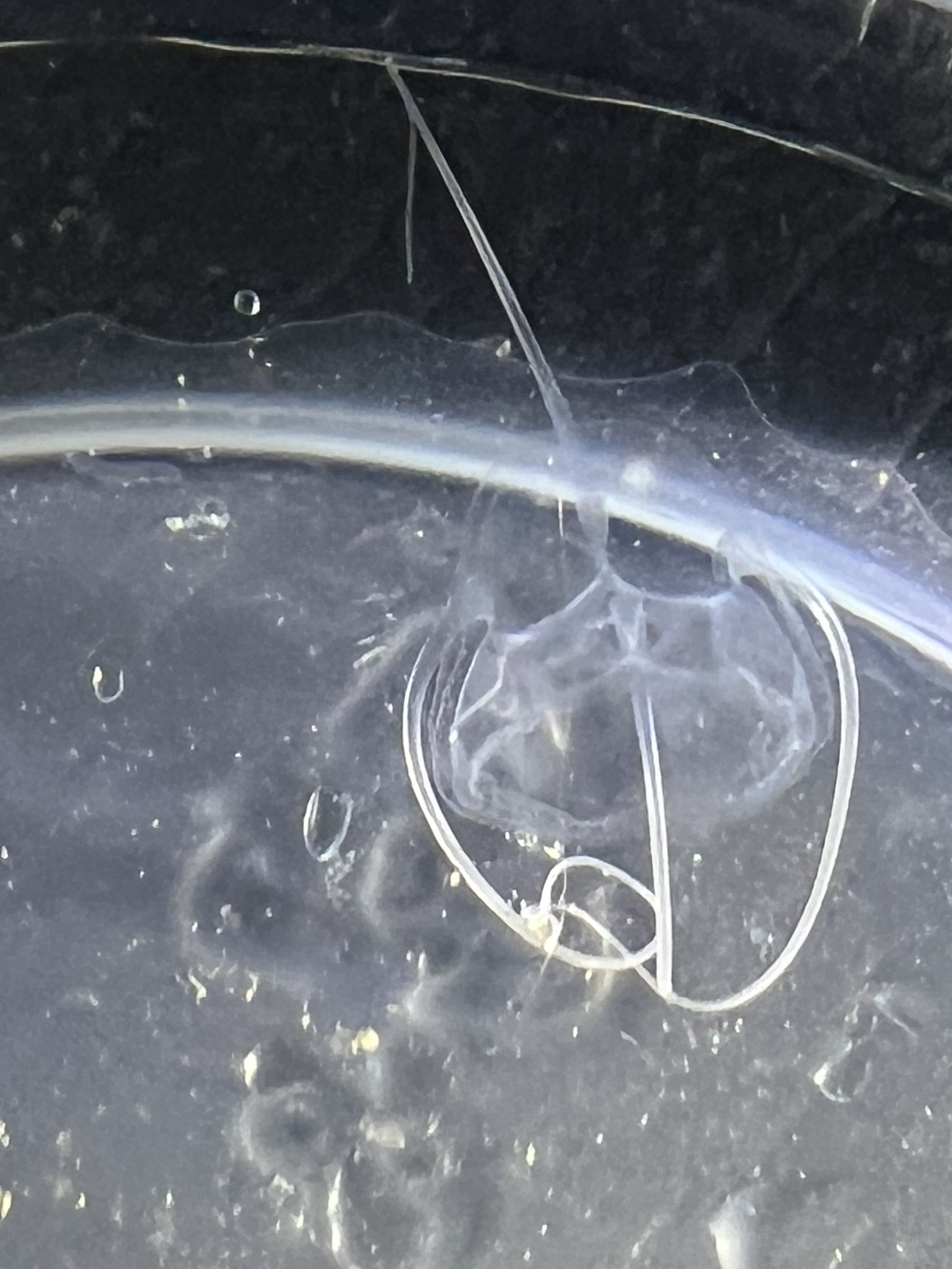 Solmundaegina nematophora Lindsay, 2017
