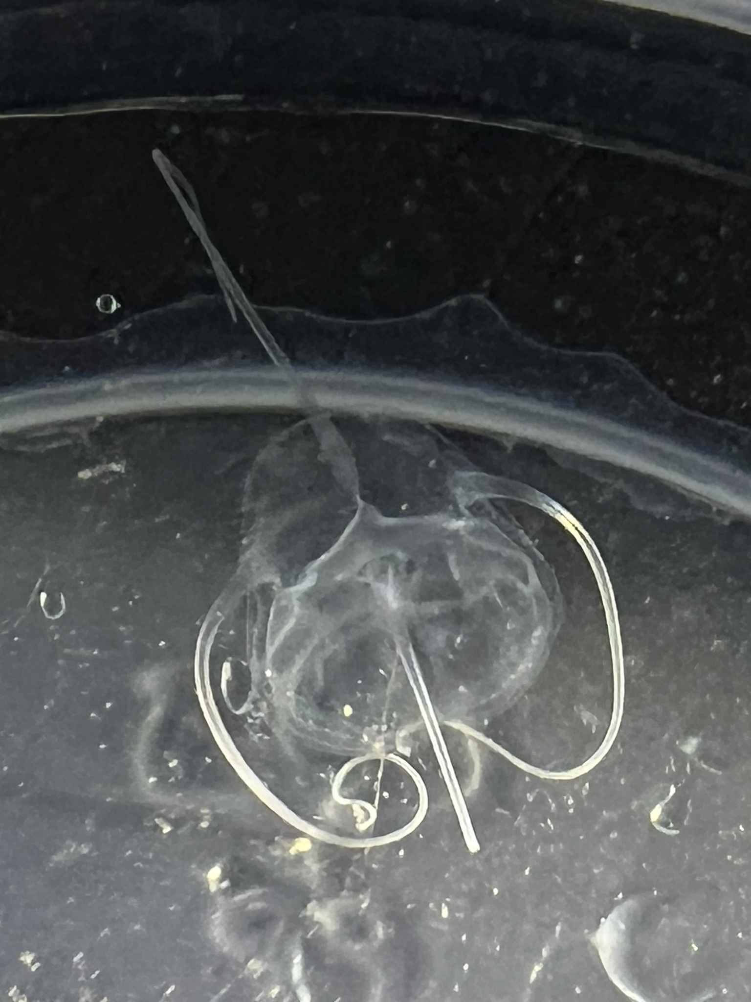 Solmundaegina nematophora Lindsay, 2017