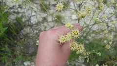 Hymenopappus