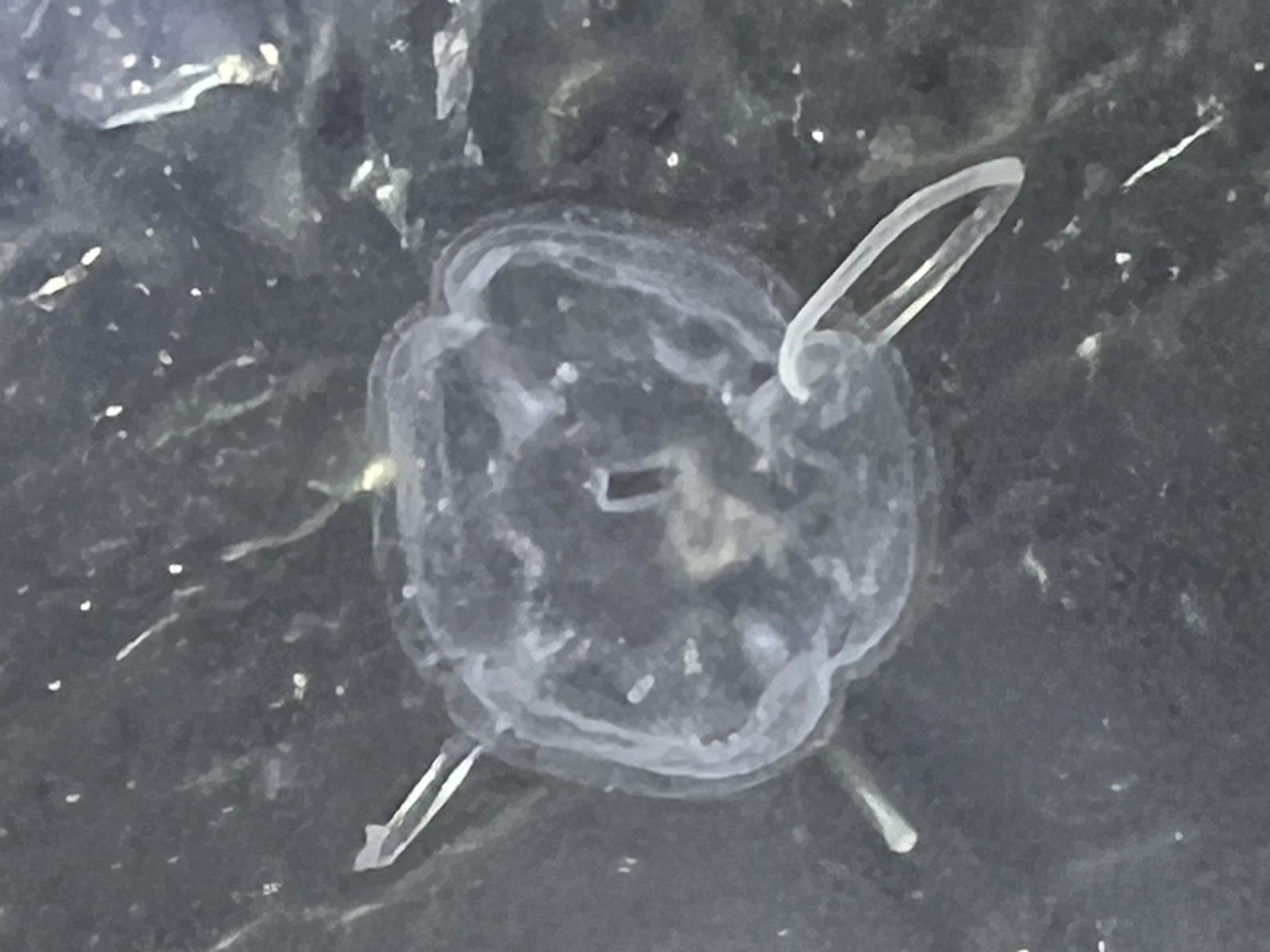 Solmundaegina nematophora Lindsay, 2017
