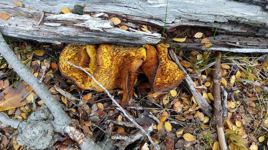 Austropaxillus statuum · March 2019 · photo: © trfsinani (iNaturalist, cc-by)