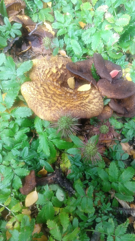 Austropaxillus statuum · March 2019 · photo: © trfsinani (iNaturalist, cc-by)