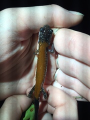 Plethodon yonahlossee