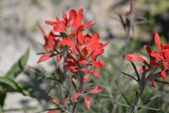 Castilleja lanata