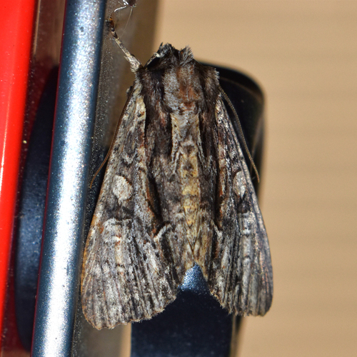 Mullein and Black-dashed Apamea Moths and Allies photo 4