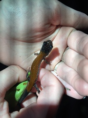 Plethodon yonahlossee