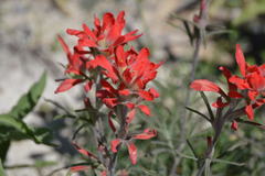 Castilleja lanata