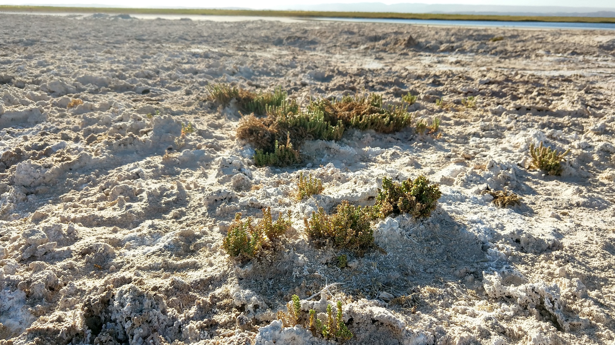 Salicornia andina