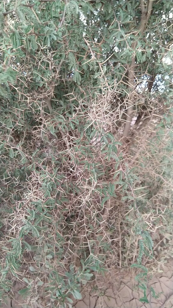 Prosopis tamarugo Phil. 2