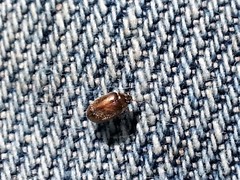 Contacyphon variabilis