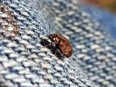 Contacyphon variabilis