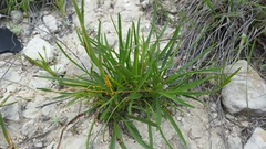 Marshallia caespitosa