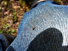 Contacyphon variabilis