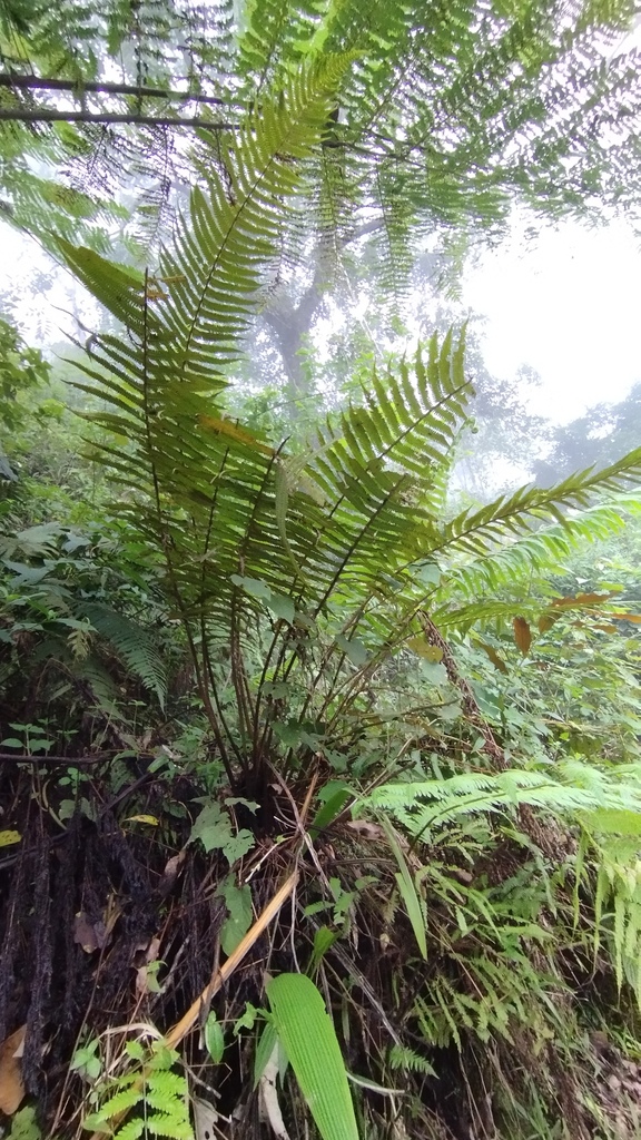 Sphaerostephanos hirsutus