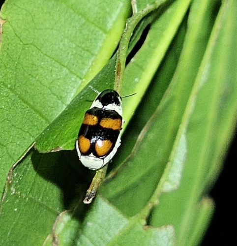 Euryscopa image