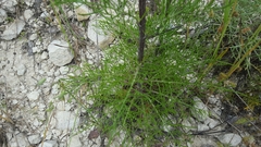 Hymenopappus