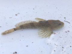 Cottus caeruleomentum