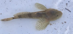 Cottus caeruleomentum