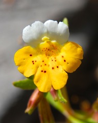 Erythranthe bicolor