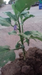 Solanum elaeagnifolium