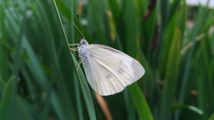 Pieris rapae crucivora