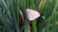 Pieris rapae crucivora