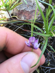 Astragalus breweri