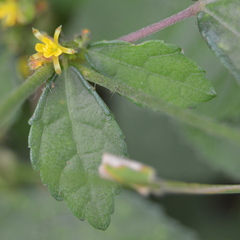 Triumfetta pentandra