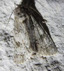 Acronicta rubricoma