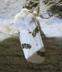 Euerythra trimaculata