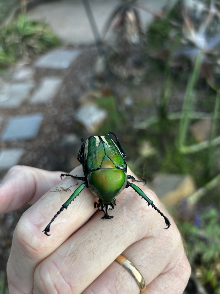 Giant Emerald Fruit Chafer from Warbler Avenue, Somerset West, WC, ZA