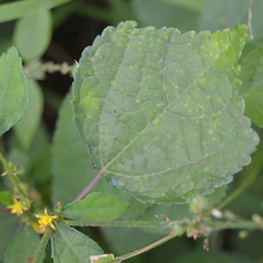Triumfetta pentandra