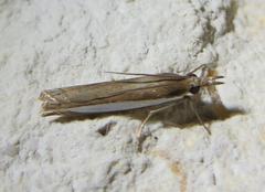 Crambus quinquareatus