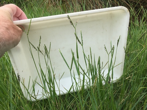 knotgrass (Paspalum distichum)