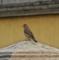 Haemorhous mexicanus
