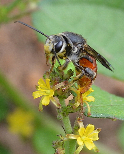 Spoon Ground Bees (Genus Spatunomia) · iNaturalist Canada