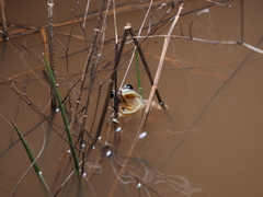 Pseudacris streckeri