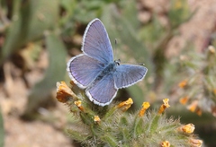 Plebejus melissa paradoxa