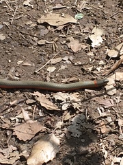 Diadophis punctatus vandenburgii