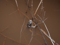 Pseudacris streckeri