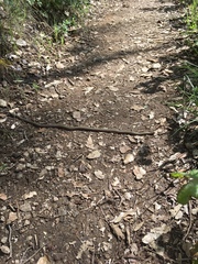 Diadophis punctatus vandenburgii