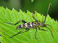 Leptura annularis